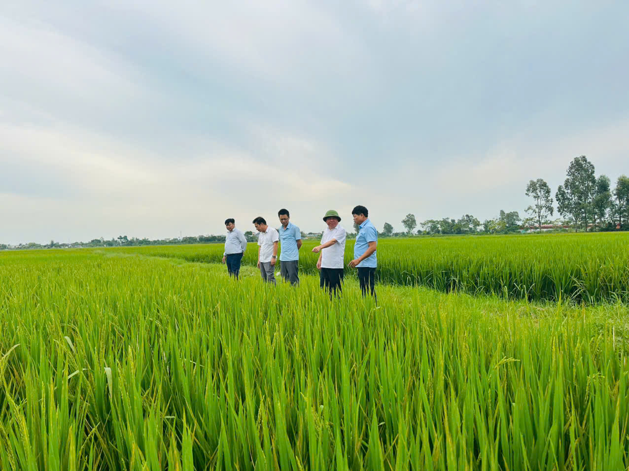 Lãnh đạo xã Hồng Minh kiểm tra đồng ruộng, chỉ đạo phòng trừ sâu bệnh hại lúa