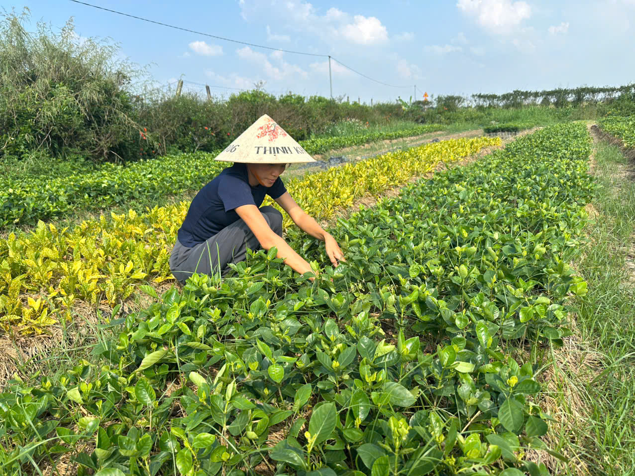 Người hội viên nông dân trẻ gắn bó với cây xanh, làm giàu trên quê hương Hồng Minh