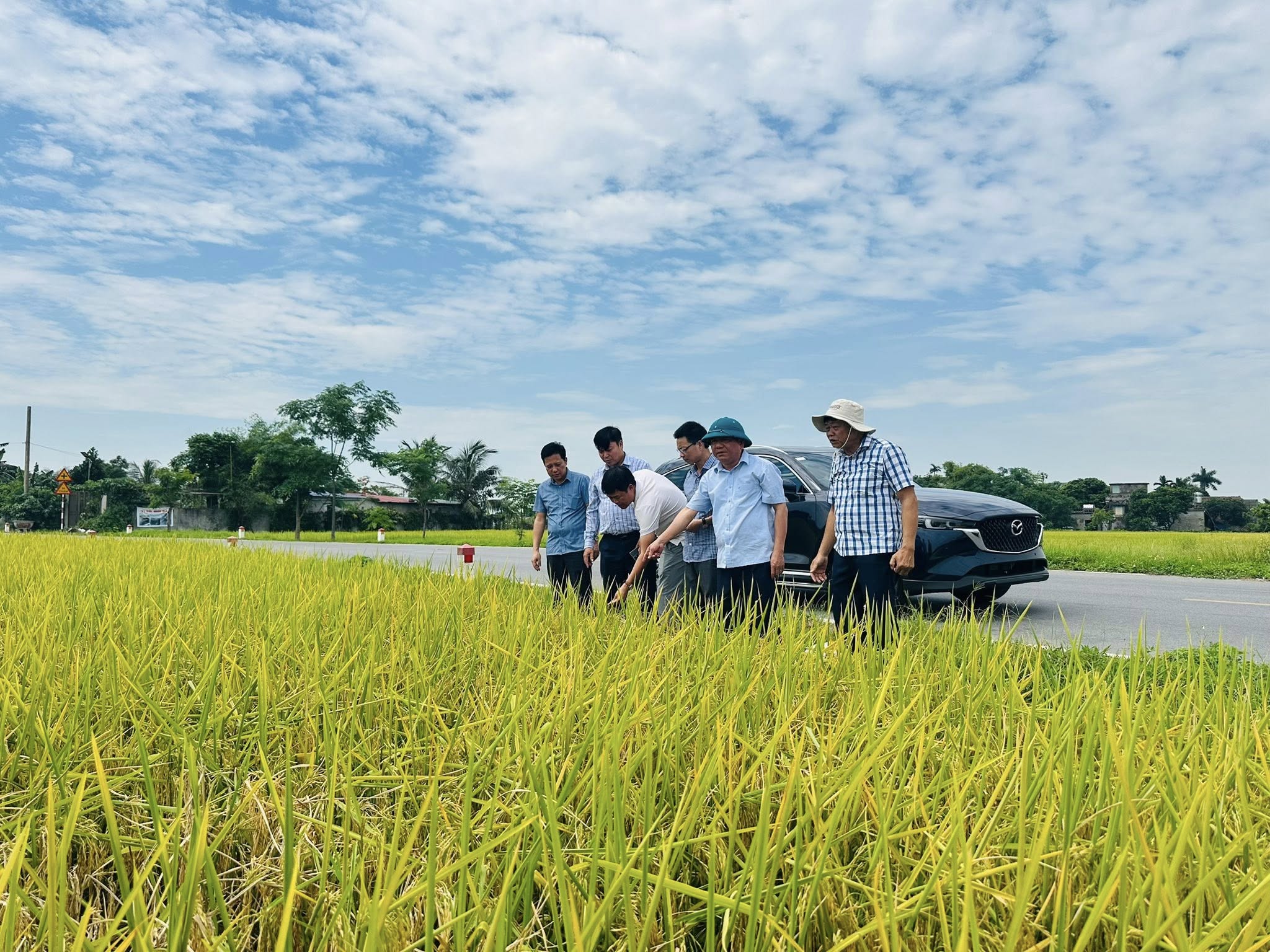 CÁC ĐỒNG CHÍ LÃNH ĐẠO XÃ KIỂM TRA THỰC TẾ TẠI MỘT SỐ CÁNH ĐỒNG, CHỦ ĐỘNG CHUẨN BỊ CHO VỤ THU HOẠCH LÚA XUÂN 2026